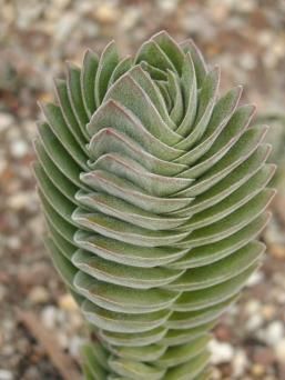 Crassula Buddahs Templeth-foto net